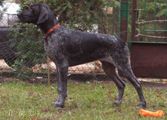 wye niemiecki, spinone italiano