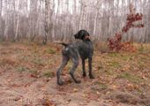 wye niemiecki, spinone italiano