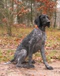 wye niemiecki, spinone italiano
