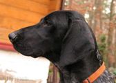 wye niemiecki, spinone italiano