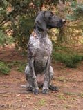wye niemiecki, spinone italiano