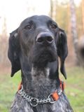 wye niemiecki, spinone italiano