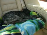 wye niemiecki, spinone italiano