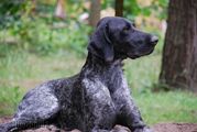 wye niemiecki, spinone italiano