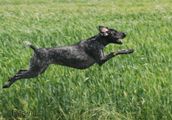 wye niemiecki, spinone italiano