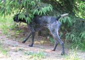wye niemiecki, spinone italiano