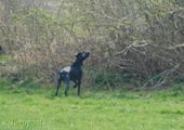 wye niemiecki, spinone italiano
