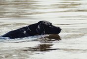 wye niemiecki, spinone italiano