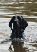 wye niemiecki, spinone italiano