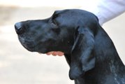 wye niemiecki, spinone italiano