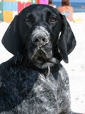 wye niemiecki, spinone italiano