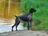 wye niemiecki, spinone italiano