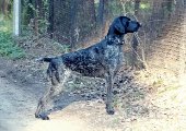 wye niemiecki, spinone italiano