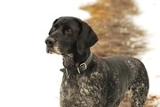 wye niemiecki, spinone italiano