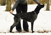 wye niemiecki, spinone italiano