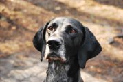 wye niemiecki, spinone italiano