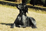 wye niemiecki, spinone italiano