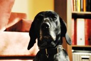 wye niemiecki, spinone italiano