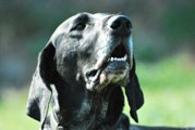 wye niemiecki, spinone italiano