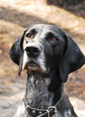 wye niemiecki, spinone italiano