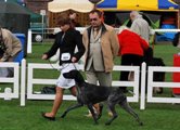 wye niemiecki, spinone italiano
