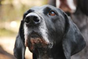 wye niemiecki, spinone italiano