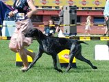 wye niemiecki, spinone italiano
