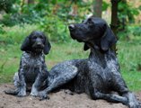 wye niemiecki, spinone italiano