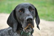 wye niemiecki, spinone italiano