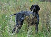 wye niemiecki, spinone italiano