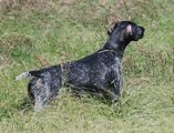 wye niemiecki, spinone italiano