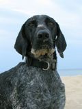 wye niemiecki, spinone italiano