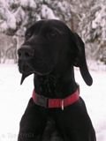wye niemiecki, spinone italiano