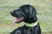 wye niemiecki, spinone italiano