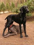 wye niemiecki, spinone italiano