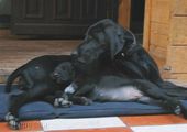 wye niemiecki, spinone italiano