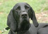 wye niemiecki, spinone italiano
