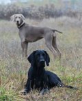 wye niemiecki, spinone italiano