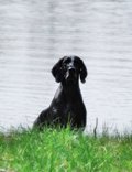 wye niemiecki, spinone italiano