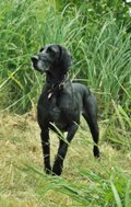 wye niemiecki, spinone italiano