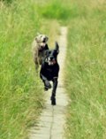 wye niemiecki, spinone italiano