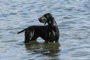 wye niemiecki, spinone italiano