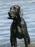 wye niemiecki, spinone italiano