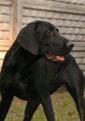wye niemiecki, spinone italiano