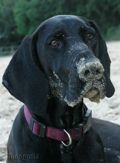 wye niemiecki, spinone italiano
