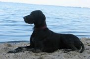 wye niemiecki, spinone italiano