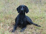 wye niemiecki, spinone italiano