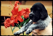 wye niemiecki, spinone italiano