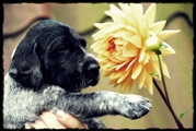wye niemiecki, spinone italiano