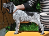 wye niemiecki, spinone italiano